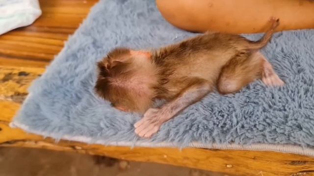 Обезьянка крошечка МАЛЮТОЧКА голодала одна Пищит кушать  Спокойно пьет молоко из соски раскрасавица