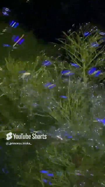 #цветок#вечер# мыльные пузыри.mp4