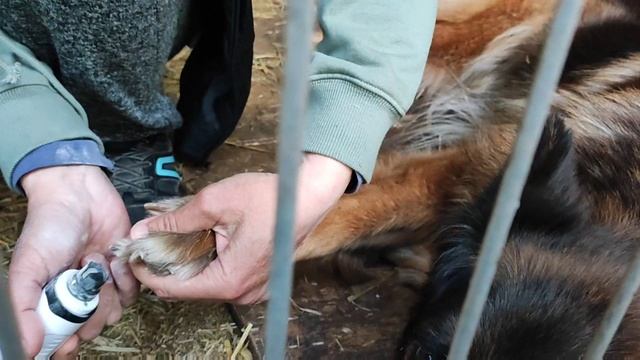 Спиливала Жасминке очередной коготь, Хедде надоело ждать своей очереди и она пришла напомнить о себе