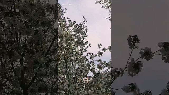 Сакуры в Южно-Сахалинске. 22 мая 2022 года.mp4