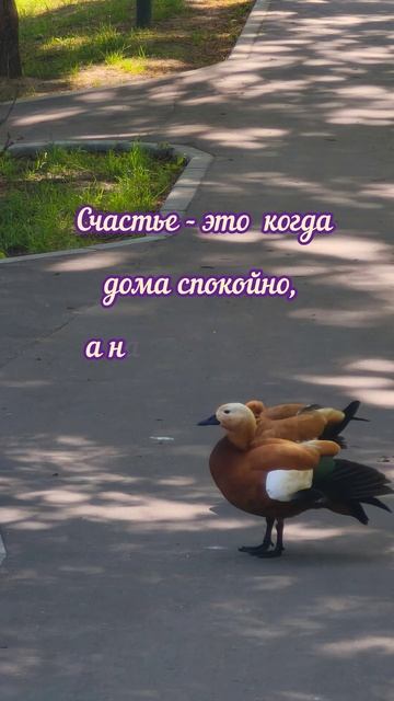 Счастливого дня!#доброеутро#весна#пожелания#shorts