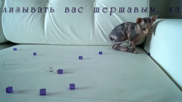 Сфинкс