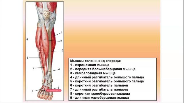 Динамическая анатомия и спортивная морфология 6 часть