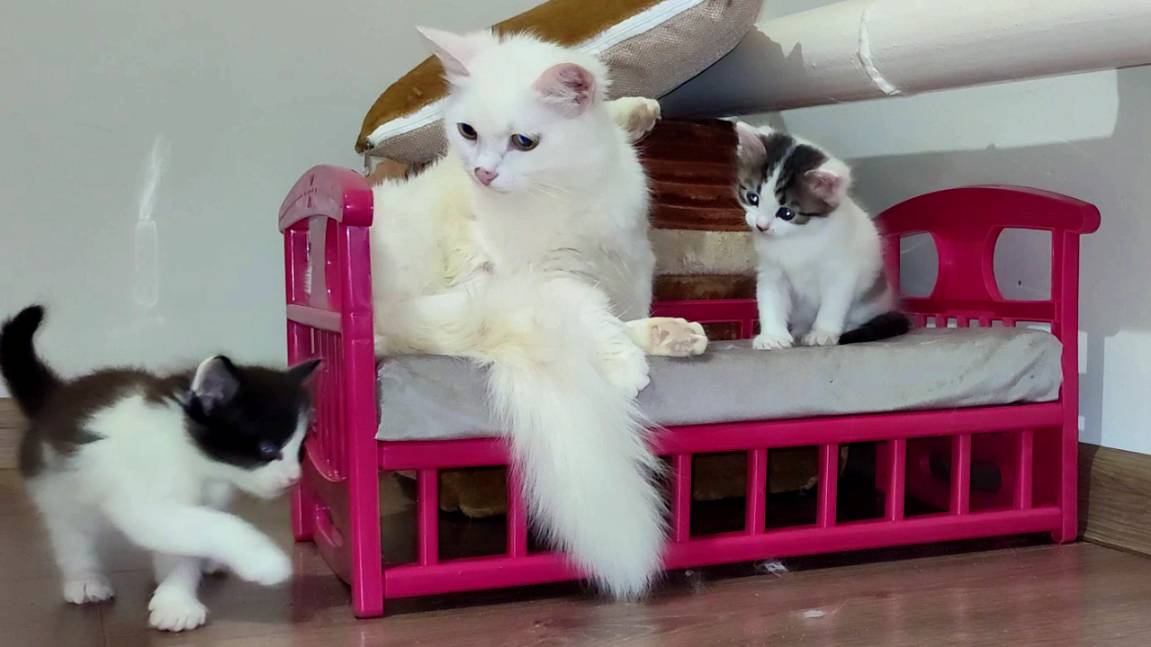 Два крошечных котенка. Мама-кошка и ее милые котята. Милая кошачья семья.