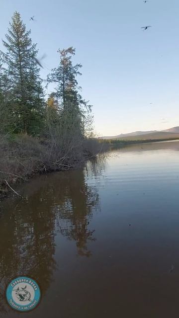 ЗЛЮЩИЕ КОМАРЫ ЯКУТИИ