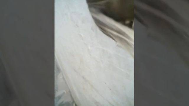 Рассказ и показ моей собаки Жанны