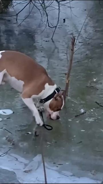 Куцулька стафф.mp4