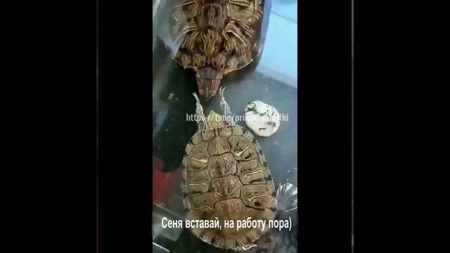 Сеня вставай, на работу пора)
