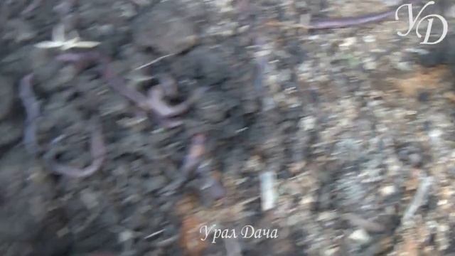 Как сделать землю плодородной с помощью сидератов