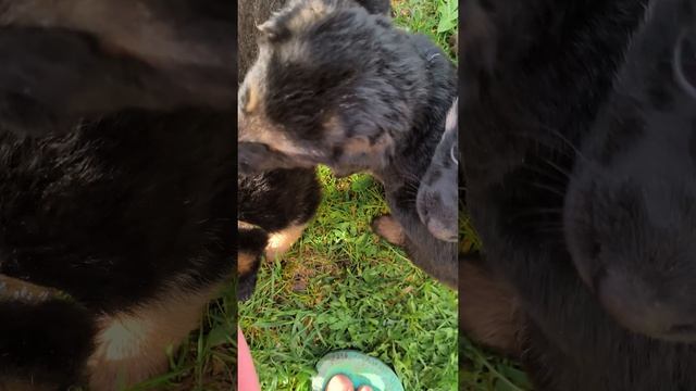 Щенки овчарки 2025