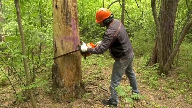 В Рудничном бору продолжаются мероприятия по оздоровлению леса