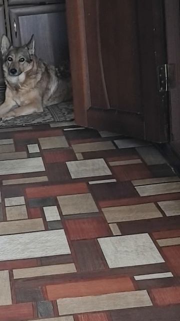 кошка ходит,сама не знает,что хочет 🤷♀️