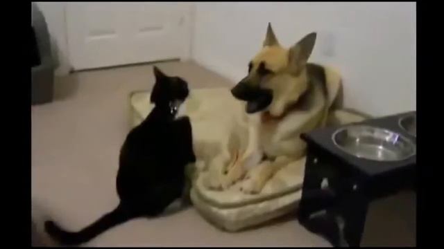 Смешное видео с котами и кошками  Котик Массажист