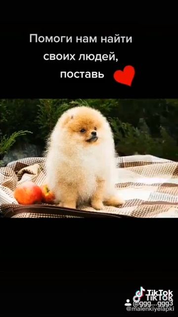 Померанский шпиц,щенки,продажа