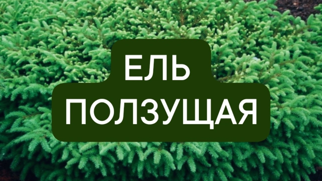 Ель обыкновенная,но необычная на вид