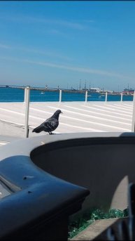 Находчивый голубь 16.05.25 в ресторане Мидийное место