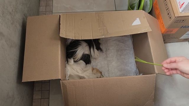 Морские свинки едут в  свинкотакси на балкон