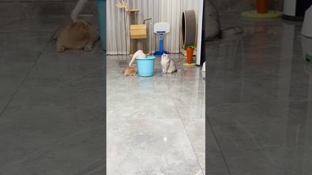 Самый несчастный кот