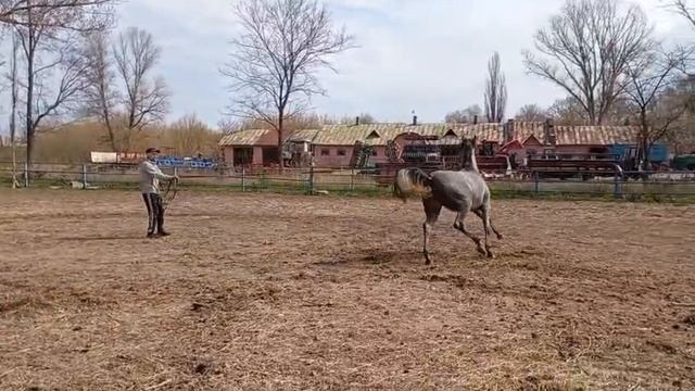 Арабский жеребец двухлетка на продажу.