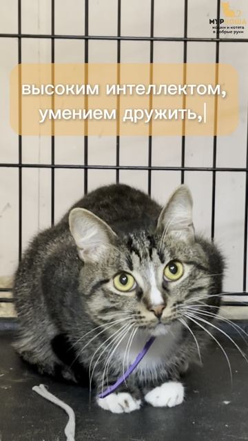 Ноэль ждёт вас в приюте #Муркоша