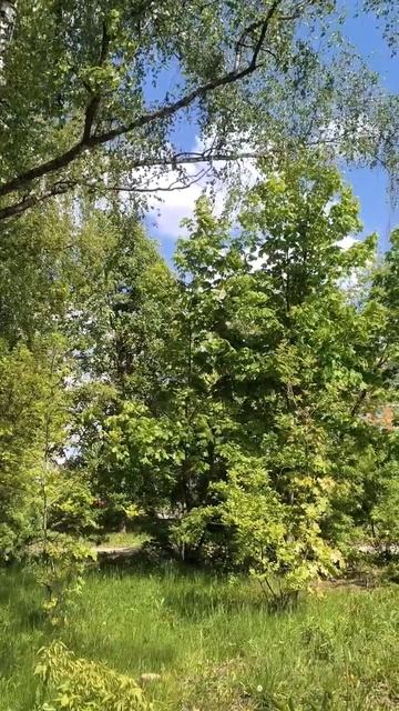 Весенние деревья и кусты