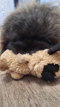 ПЕКИНЕС ДЕНДИК СНОВА С ИГРУШКОЙ