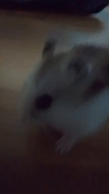 хомячок