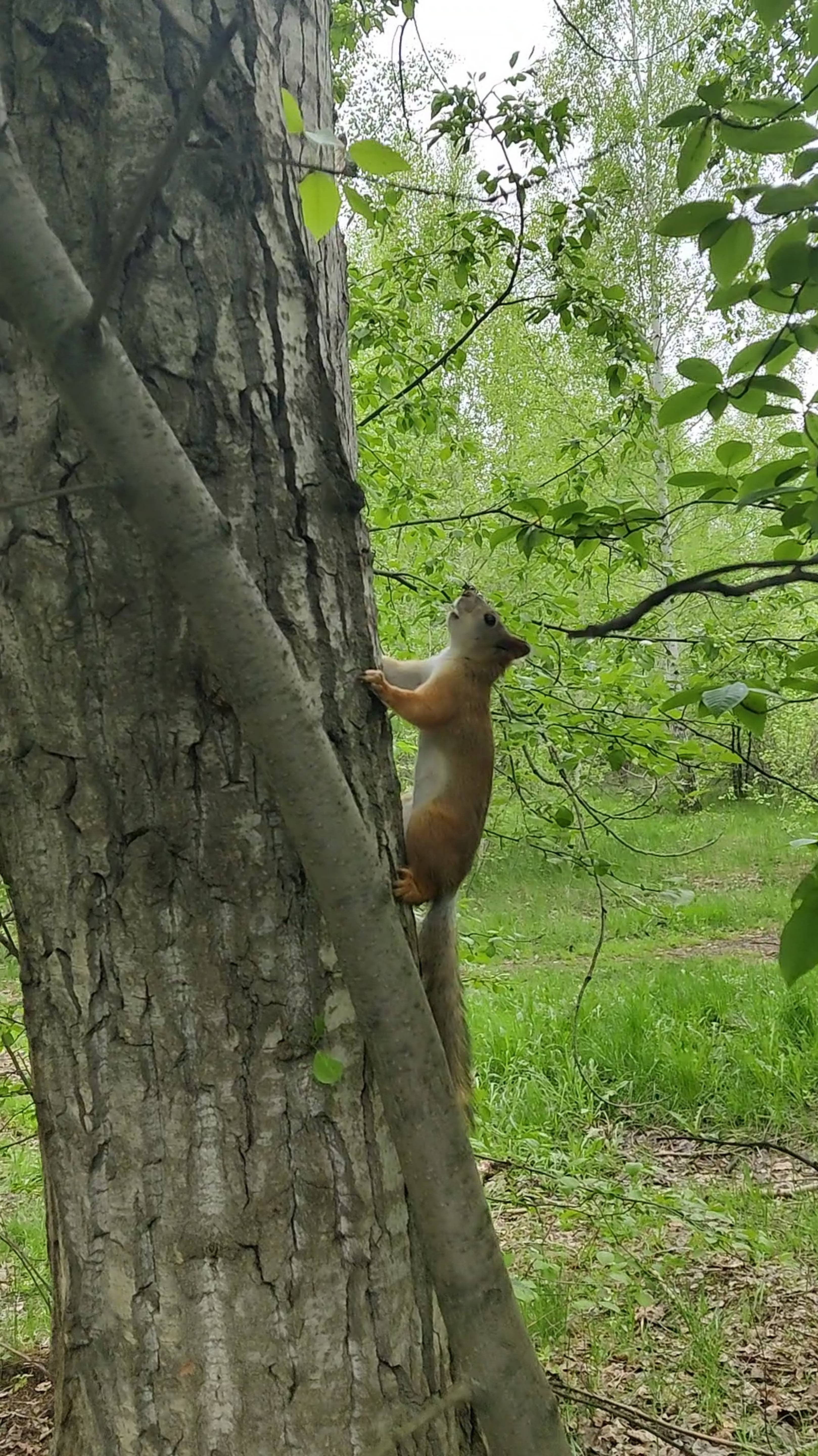 Белки резвятся в лесу скачки по деревьям