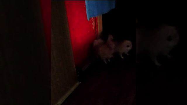 Глаза, горящие во тьме