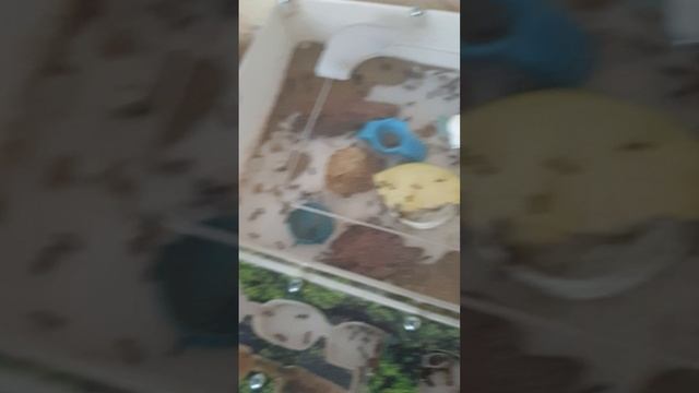 Новый формикарий или ДЕНЬ РОЖДЕНИЯ МУРАВЬЁВ? | Муравьи