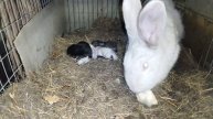 Кроличка со своими