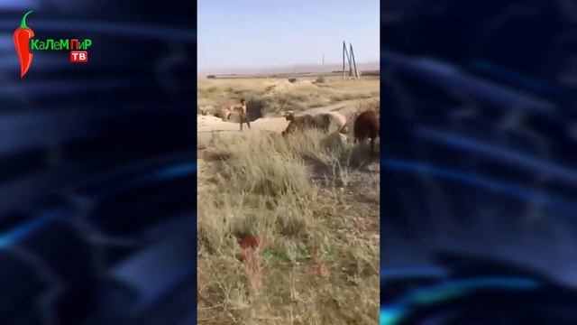 Кыргыз МИГРАНТТАРГА тиешеси ЖОК деп айтып, Президент КОЛ коюп, ЭКС МУФТИЙдин АТАСЫ каза болду
