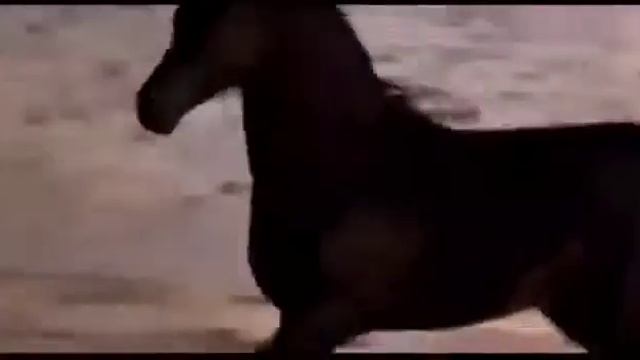 Лошади