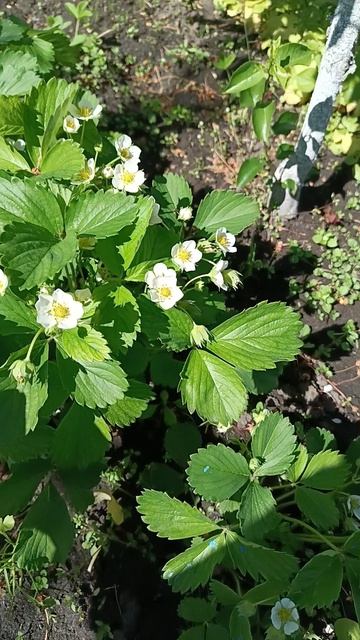 клубника 🍓 цветëт