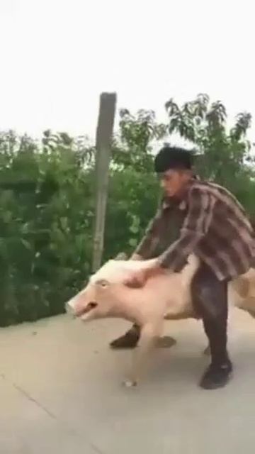 Хрю атака