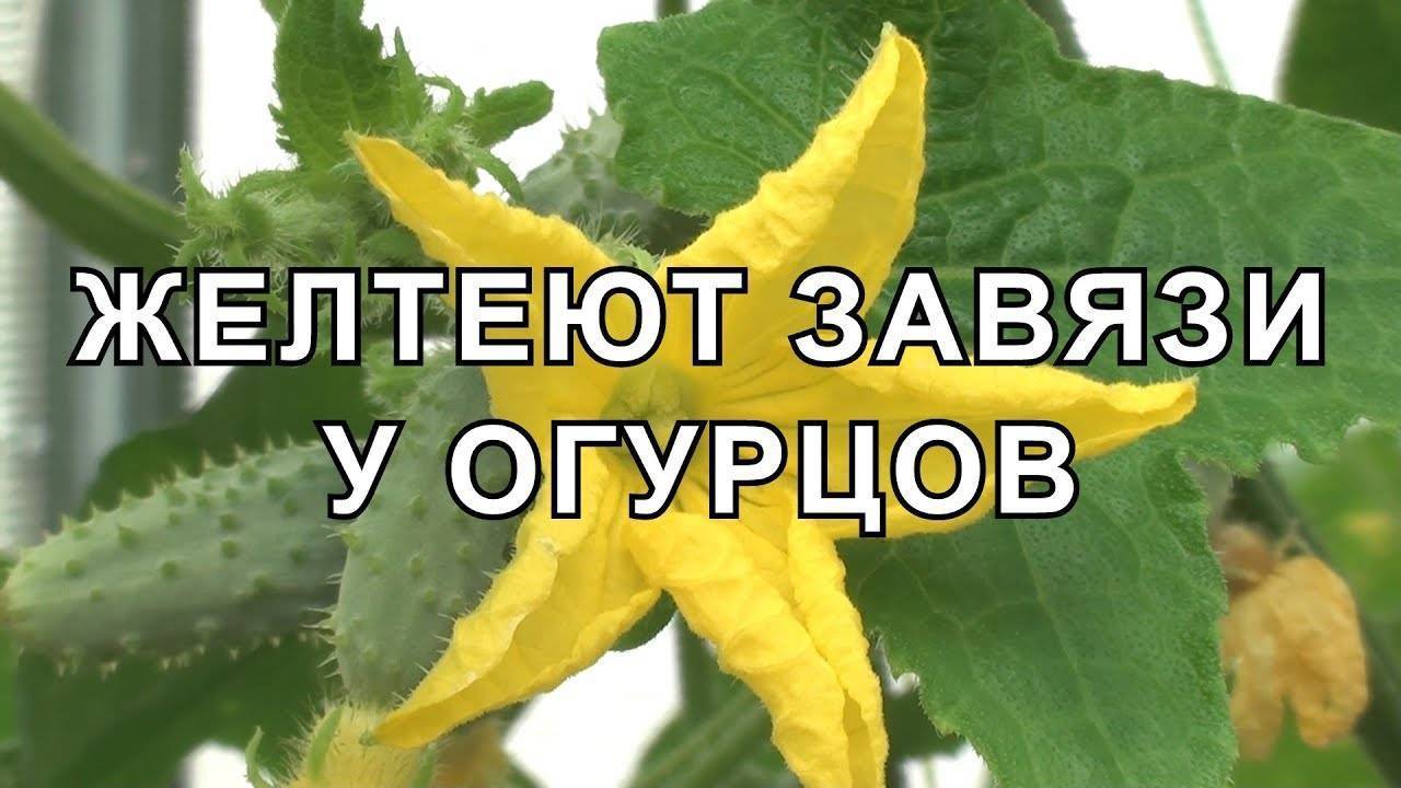 ЖЕЛТЕЮТ ЗАВЯЗИ у Огурцов. 10 Причин ПОЧЕМУ и ЧТО ДЕЛАТЬ