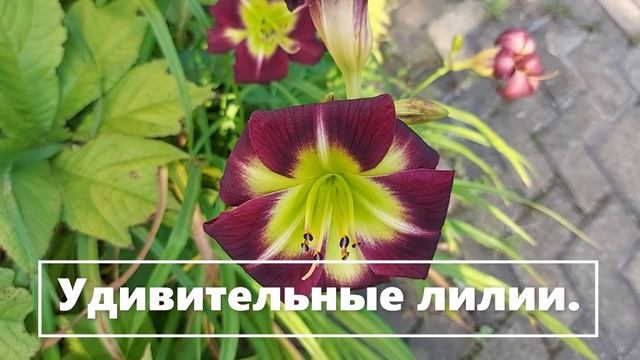 Красивые лилии. №1 (12)