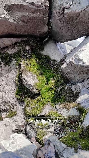 #путешествия #россия #сахалин #вдохновение #яцкова