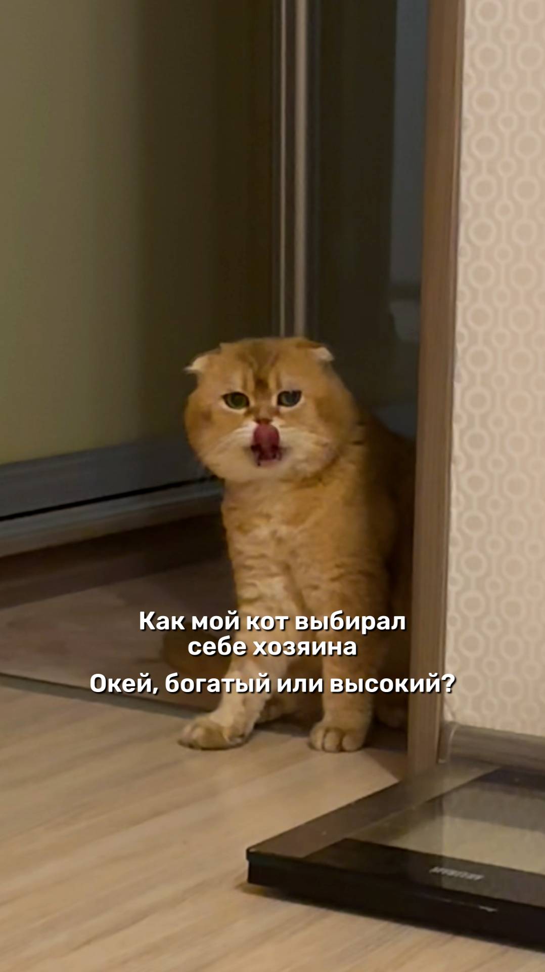Как мой кот выбирал себе хозяина