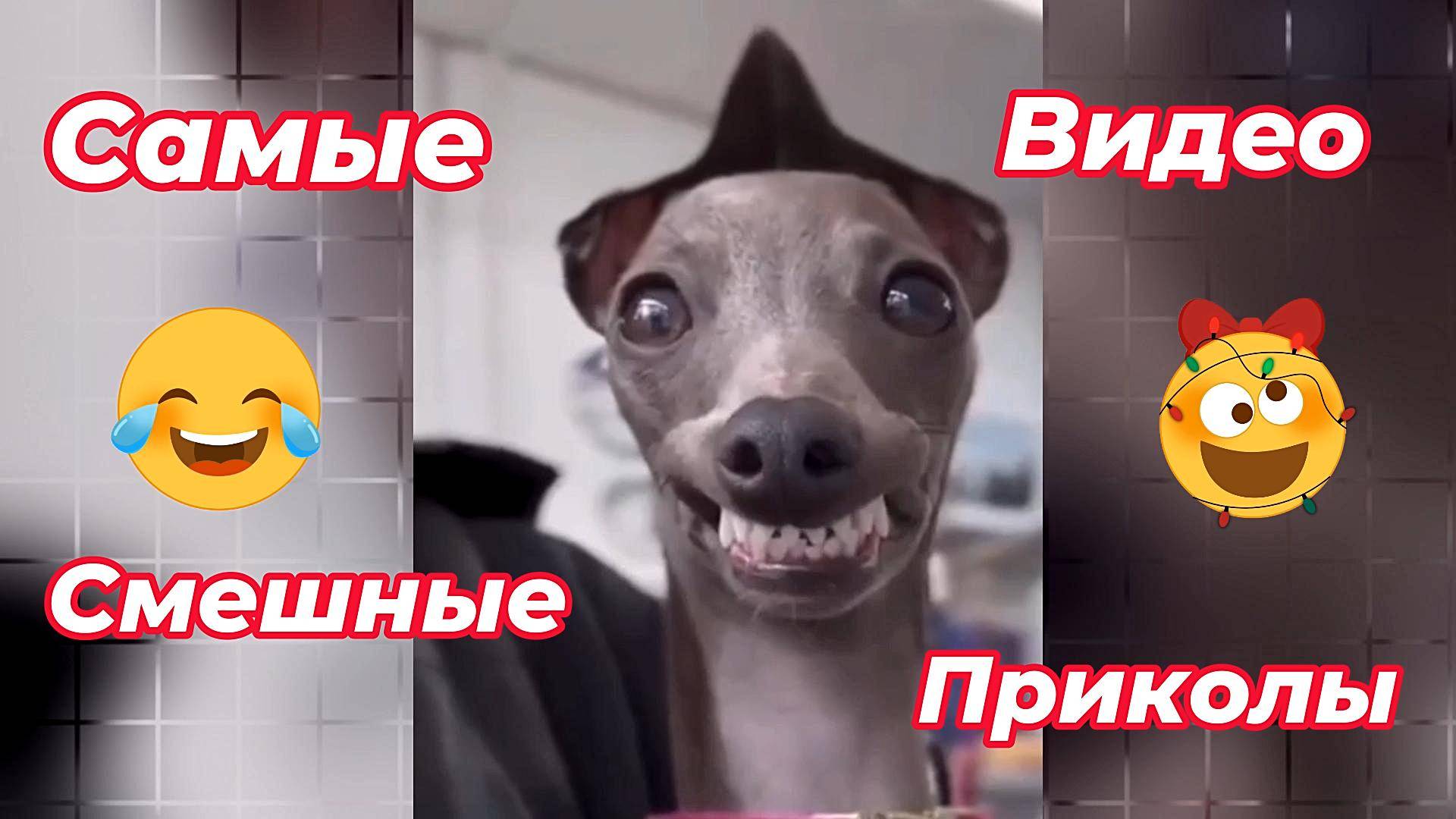 Самые смешные видео приколы/#смешно # приколы #видео #смех #ржака