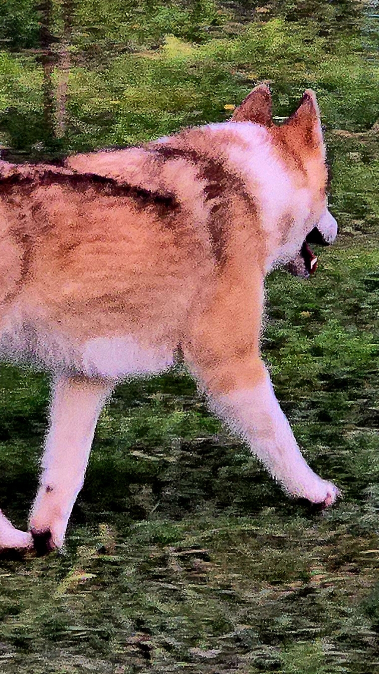 Прогон Чезы