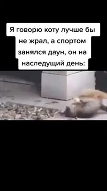 мой кот борец🤣🤣. #борьба #животные #кошки #приколы #рж