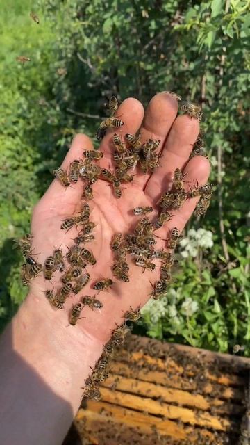 Трогаю Пчёл руками. 😱🐝 #shorts