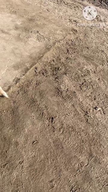 Отдых 🐶 на ☀️ 15.05.25