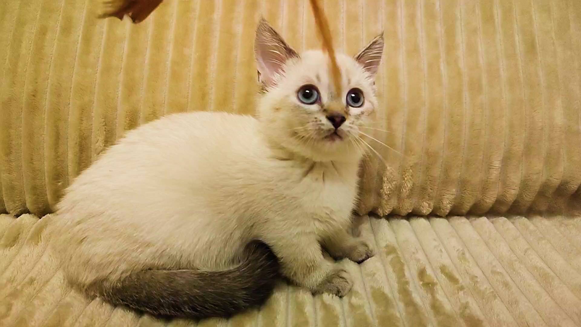 Продаётся котик манчкин