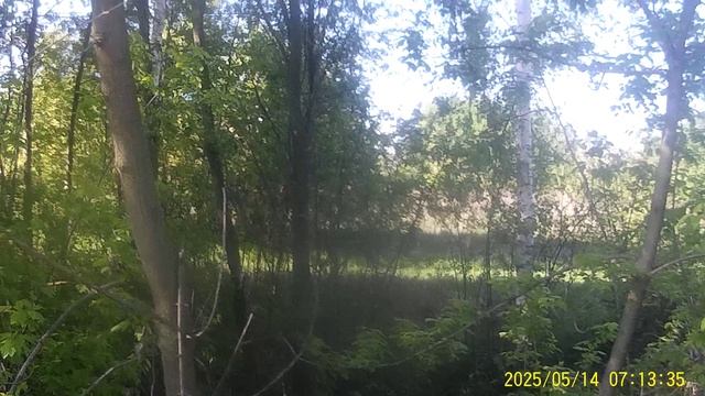 СЛУШАЕМ ПЕНИЕ СОЛОВЬЯ