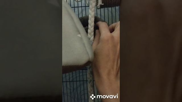 У нас живёт питомец. Будни белки.