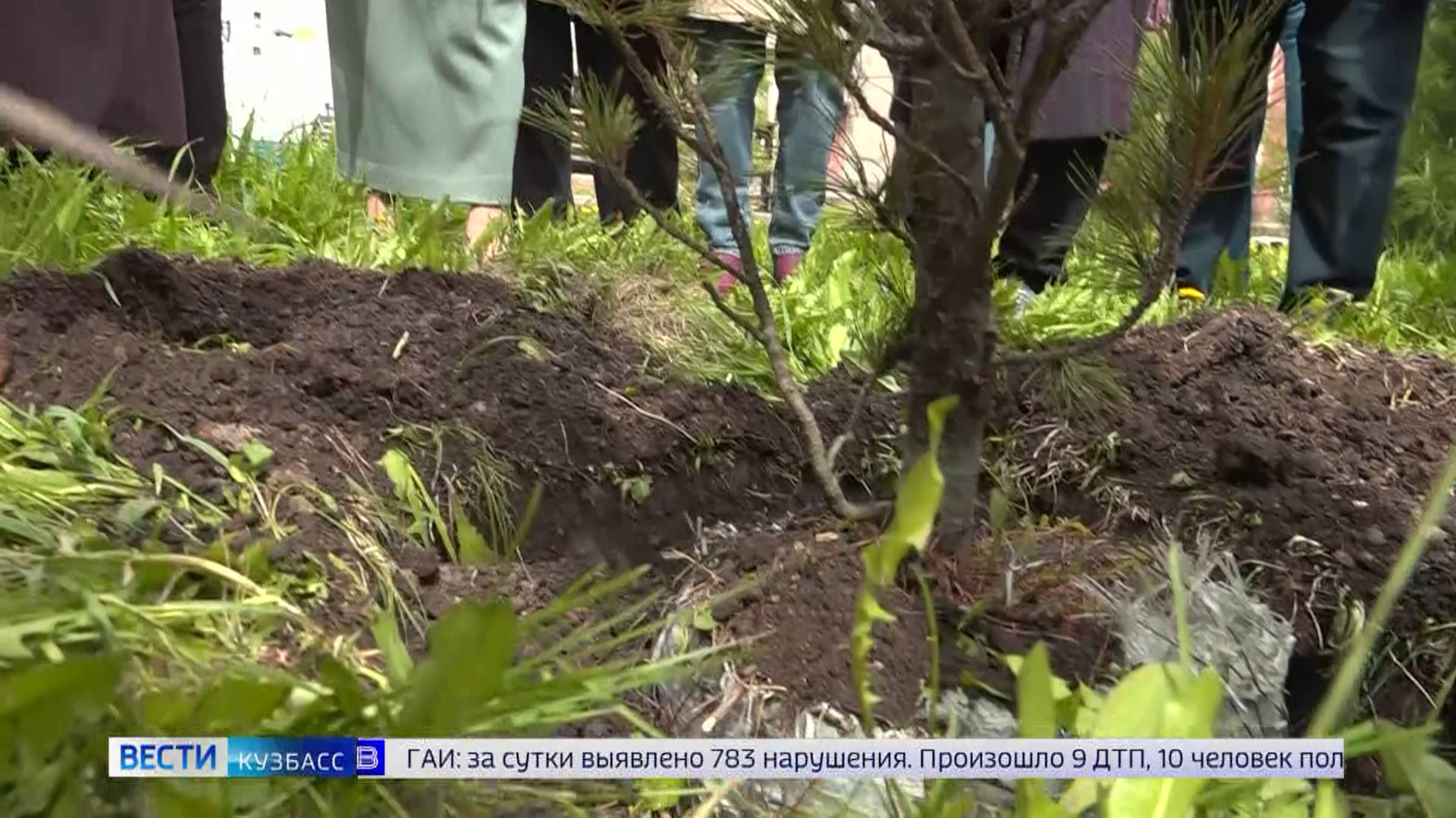 Ветераны ГТРК «Кузбасс» посадили кедр в честь 67-летия телестудии