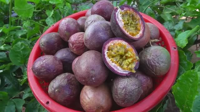 Как вырастить маракуйю в домашних условиях