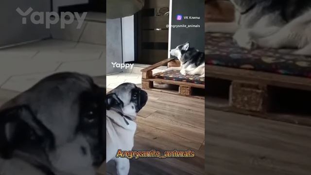 Видео приколы про собак и кошек